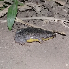 Elachistocleis bicolor