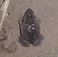 Elachistocleis bicolor