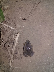 Elachistocleis bicolor