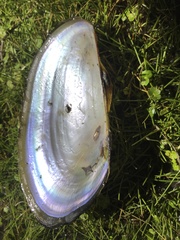 Anodontites trapesialis