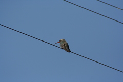 Cynanthus latirostris