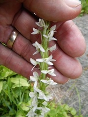 Platanthera dilatata leucostachys
