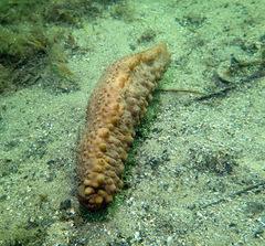 Australostichopus mollis