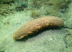 Australostichopus mollis