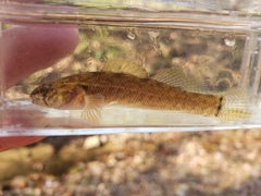 Etheostoma crossopterum