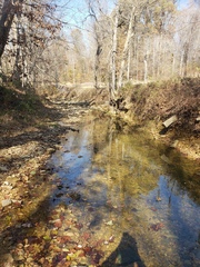 Etheostoma crossopterum