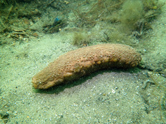 Australostichopus mollis