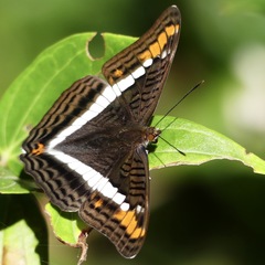 Adelpha aricia