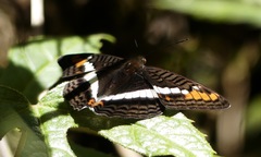 Adelpha aricia