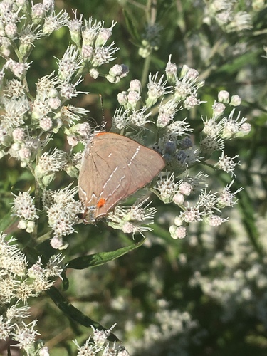 White M Hairstreak photo 5
