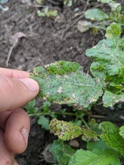 Pseudomonas