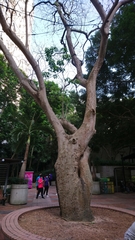 Crateva unilocularis