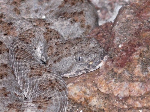 Isla Piojo Speckled Rattlesnake