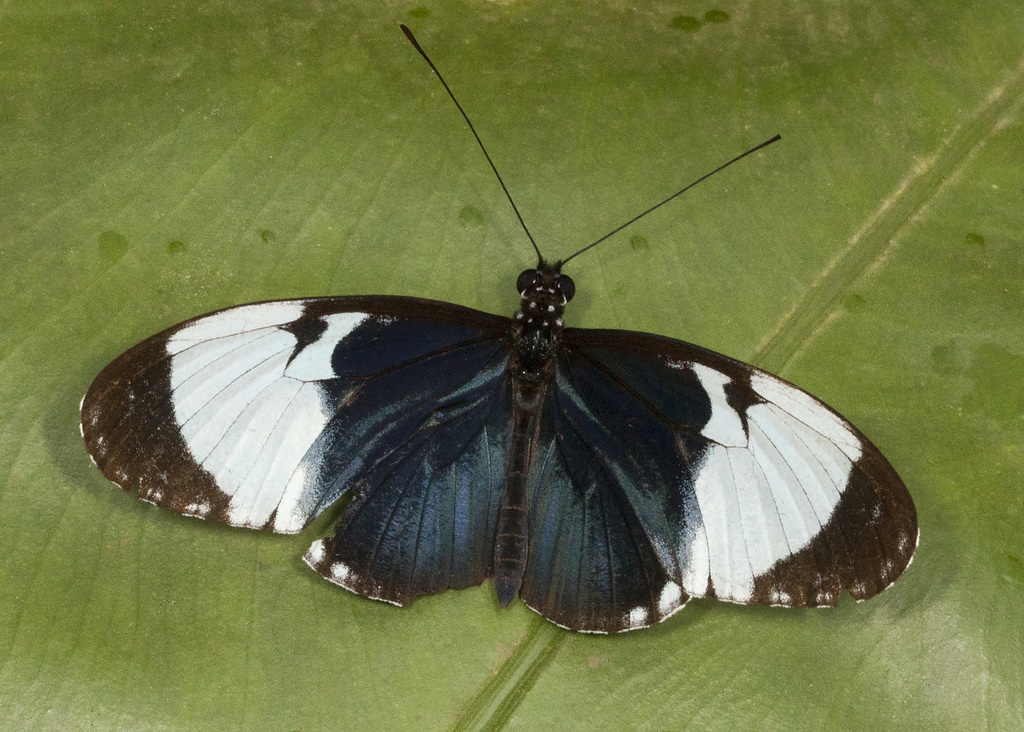 Heliconius cydno galanthus (Lepidoptera of Bijagual) · iNaturalist