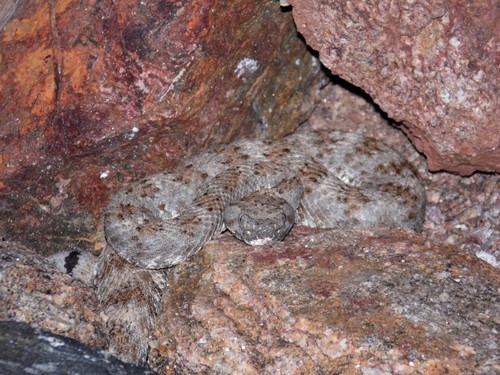 Photo of a Isla Piojo Speckled Rattlesnake (Crotalus thalassoporus)
