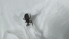 Reduviidae