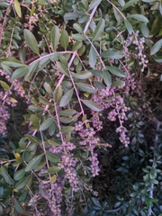 Ligustrum quihoui