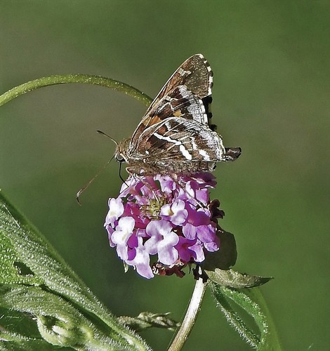 Epargyreus barisses