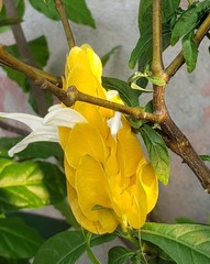 Pachystachys lutea