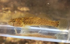Etheostoma crossopterum