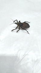 Reduviidae