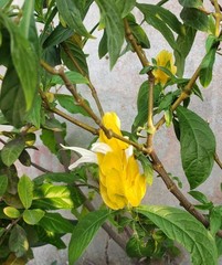 Pachystachys lutea
