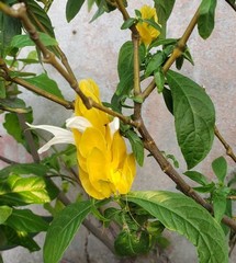 Pachystachys lutea