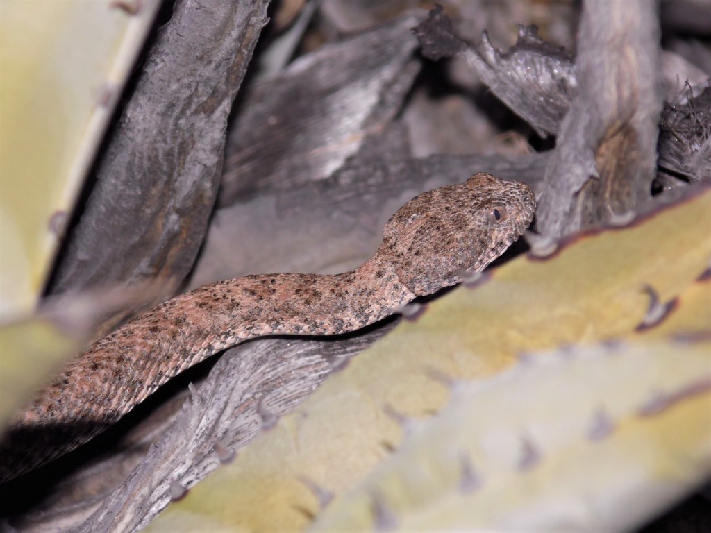 Horsehead Island Speckled Rattlesnake