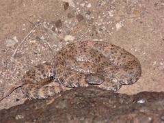 Crotalus polisi