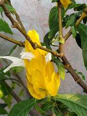 Pachystachys lutea