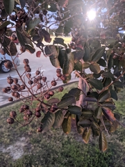 Lagerstroemia indica