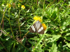 Nyctemera tripunctaria