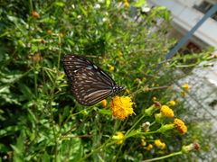Ideopsis similis