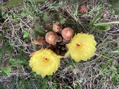 Parodia ottonis