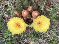 Parodia ottonis