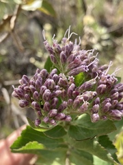 Grazielia brevipetiolata