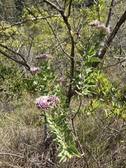 Grazielia brevipetiolata