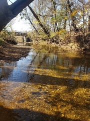 Etheostoma crossopterum