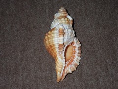 Monoplex aquatilis