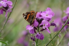 Vanessa gonerilla ida