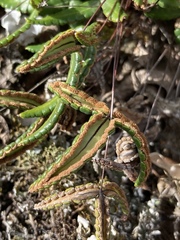 Doryopteris triphylla image