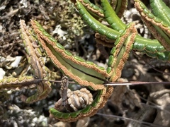 Doryopteris triphylla image