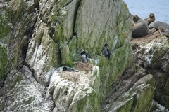Phalacrocorax featherstoni