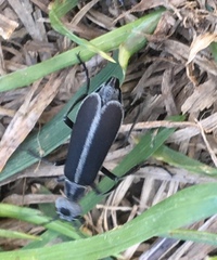 Epicauta cinerea-group