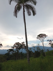 Cocoseae