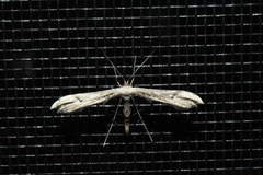 Oidaematophorus