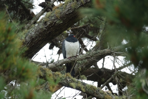 Chatham Islands Pigeon (Hemiphaga chathamensis), photo 9