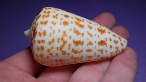 Conus image