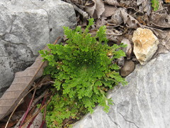Selaginella pallescens
