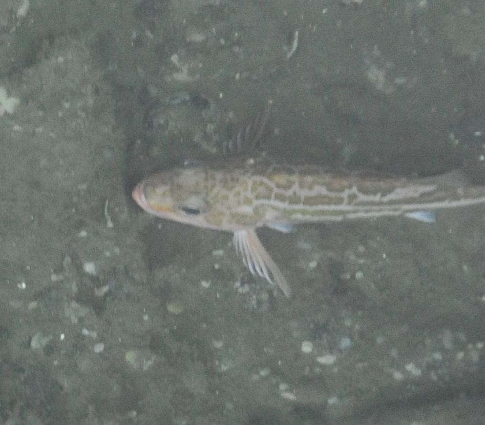 Greenstriped Rockfish (RCA monitoring annotation species ID guide